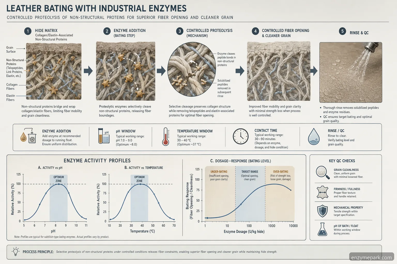 leather processing enzymes bating mechanism showing pH temperature dosage curves and hide fiber opening checks