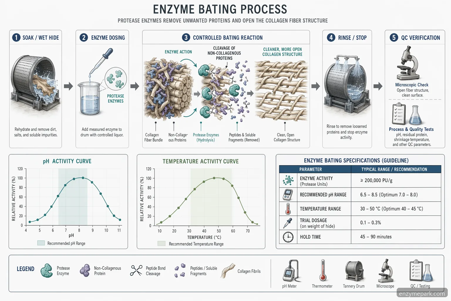 novozymes leather enzymes bating process, mapping protease action from hide fiber cleanup to QC checkpoints